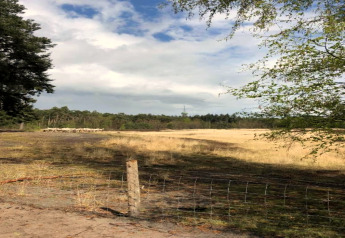 Uitzicht op een veld met een kudde schapen achter een hek bij een glamping, bomen en blauwe lucht op de achtergrond.