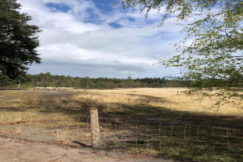 Udsigt over en mark med fåreflok bag et hegn ved et glamping-sted, træer og blå himmel i baggrunden.
