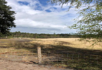 Vista de un campo con un rebaño de ovejas tras una valla en un glamping, árboles y cielo azul al fondo.