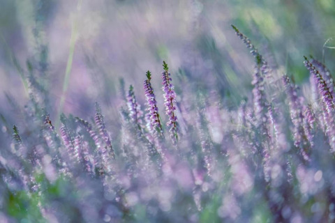 Foto con enfoque suave de flores silvestres moradas cerca de un alojamiento glamping en un prado etéreo.