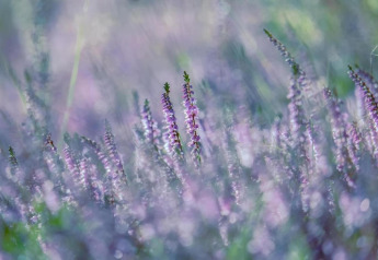 Blød fokus på lilla vilde blomster i en eng nær glamping-overnatning, med en drømmende atmosfære.