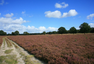 Billede af et naturskønt glamping-område med blomstrende lyng, grussti og spredte træer under blå himmel.