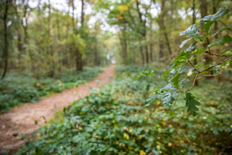 Waldweg mit frischem grünen Laub bei einer Glamping-Unterkunft, Nahaufnahme nach einem Regenschauer.