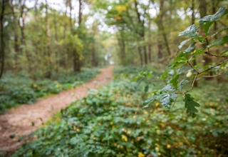 Sentiero nel bosco e foglie verdi viste da una sistemazione glamping, con rami freschi dopo la pioggia.