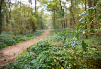 Waldweg mit frischem grĂĽnen Laub bei einer Glamping-Unterkunft, Nahaufnahme nach einem Regenschauer.