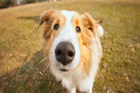 Nahaufnahme eines neugierigen Hundes mit großer Nase beim Spielen auf dem Rasen einer Glamping-Unterkunft.