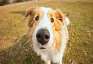 Chien curieux au nez imposant photographié de près, profitant du plein air dans un hébergement de glamping.