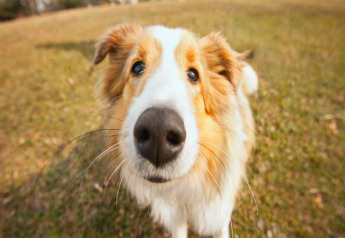 Curious dog with a large nose photographed up close, enjoying the outdoors at a glamping accommodation.