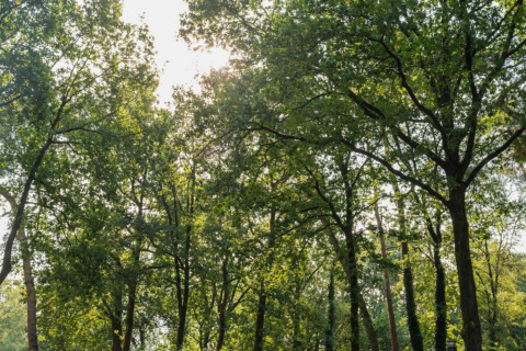 Sunlight filters through lush green treetops in the forest at Holiday Park De Rimboe & De Woeste Hoogte 41, Netherlands.