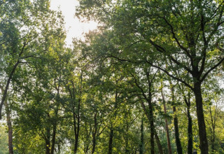Sunlight filters through lush green treetops in the forest at Holiday Park De Rimboe & De Woeste Hoogte 41, Netherlands.