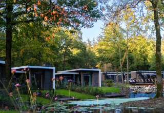 Feriehytter ved en lille dam omgivet af skov i Holiday Park De Rimboe & De Woeste Hoogte, Holland.
