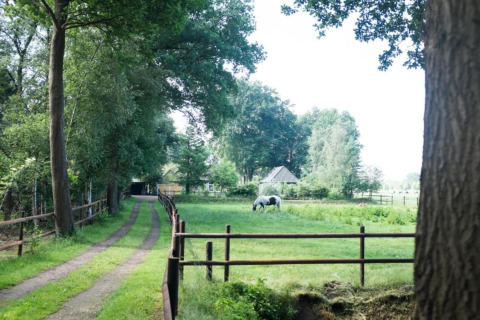 A peaceful country estate in the Netherlands with a dirt road, green pasture, trees, and a grazing horse.