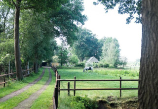 A peaceful country estate in the Netherlands with a dirt road, green pasture, trees, and a grazing horse.