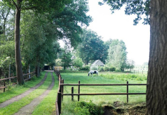 A peaceful country estate in the Netherlands with a dirt road, green pasture, trees, and a grazing horse.