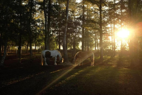 Sonnenaufgang im Wald mit zwei grasenden Pferden nahe Safari-Zelt Country Estate Gerner 8 in den Niederlanden.