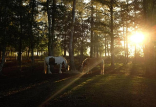 Sunrise through forest trees with two grazing horses near the Country Estate Gerner 8 safari tent, Netherlands.