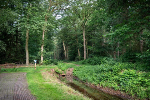 Forest scene with a creek, pathway, and trees near Country Estate Gerner 8, from safari tent in the Netherlands.