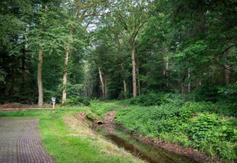 Forest scene with a creek, pathway, and trees near Country Estate Gerner 8, from safari tent in the Netherlands.