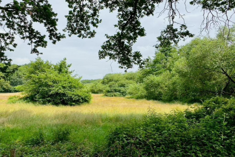 View of a lush meadow and trees from the safari tent Country Estate Gerner 8 in the Netherlands.