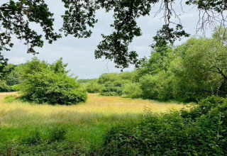 View of a lush meadow and trees from the safari tent Country Estate Gerner 8 in the Netherlands.