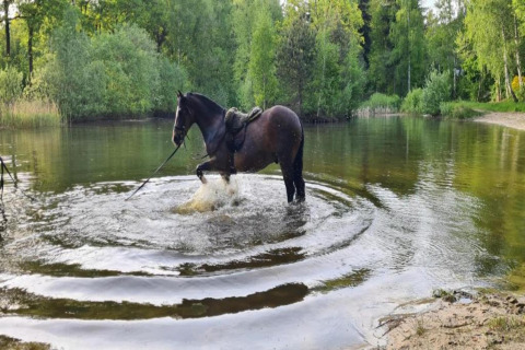 Ein Pferd steht und spielt im Wasser eines ruhigen Sees bei Country Estate Gerner 8 in den Niederlanden.