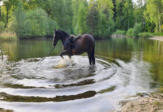 A horse splashes in a calm forest lake near Country Estate Gerner 8, Netherlands, surrounded by lush greenery.