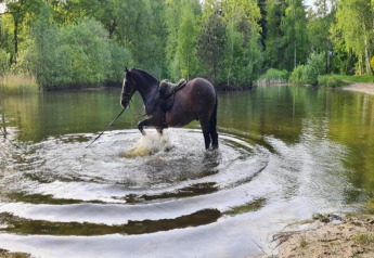 A horse splashes in a calm forest lake near Country Estate Gerner 8, Netherlands, surrounded by lush greenery.