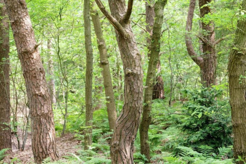 Lush green forest view at safari tent Country Estate Gerner 8 in the Netherlands, with tall trees.