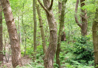 Lush green forest view at safari tent Country Estate Gerner 8 in the Netherlands, with tall trees.
