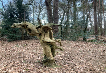 Un tronco d'albero contorto in una foresta vicino alla tenda safari Country Estate Gerner 8 nei Paesi Bassi.