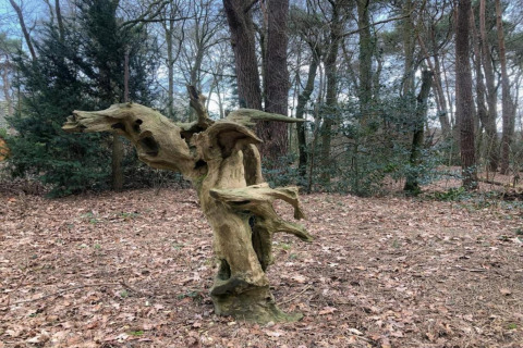 Un tronco de árbol retorcido en un bosque cerca de la tienda safari Country Estate Gerner 8 en los Países Bajos.