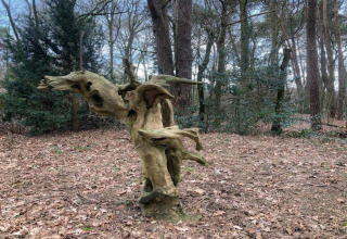 A twisted tree stump in a forest near safari tent Country Estate Gerner 8, Netherlands, with fallen leaves.