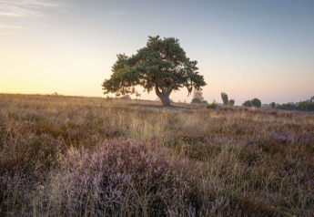 Un albero solitario al tramonto in un campo vicino a Country Estate Gerner 8, Olanda, visto da tenda safari.
