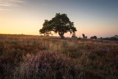 A solitary tree at sunset in a field near Country Estate Gerner 8, the Netherlands, view from safari tent.