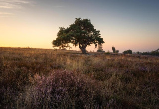 A solitary tree at sunset in a field near Country Estate Gerner 8, the Netherlands, view from safari tent.