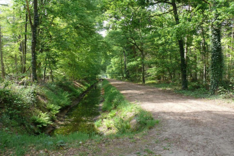 Forest path alongside a small canal, taken near Country Estate Gerner 8, Netherlands, on a sunny day.