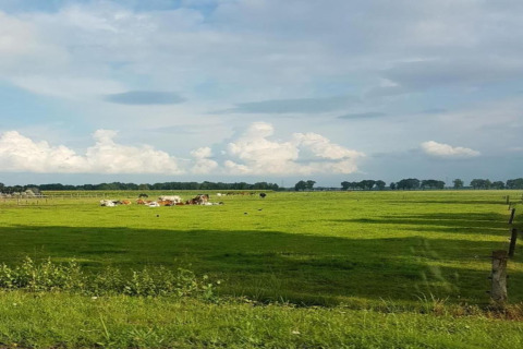 Green pasture with grazing cows under a blue sky at Country Estate “Gerner 8” in the Netherlands.