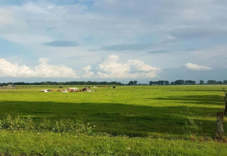 Green pasture with grazing cows under a blue sky at Country Estate “Gerner 8” in the Netherlands.