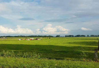 Green pasture with grazing cows under a blue sky at Country Estate “Gerner 8” in the Netherlands.