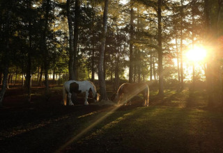 Two horses graze in a sunlit forest at Country Estate 'Gerner 8' in the Netherlands, sunlight streaming through trees.