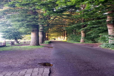 Rustige bosweg met hoge bomen bij Residence De Eese 3 in Nederland, zonlicht valt door het bladerdak.