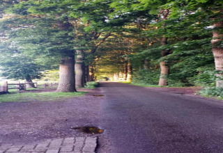 Rustige bosweg met hoge bomen bij Residence De Eese 3 in Nederland, zonlicht valt door het bladerdak.