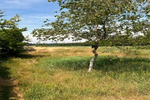Natuurrijk uitzicht bij Residence De Eese 3 in Nederland, met boom, veld en een heldere zomerlucht.