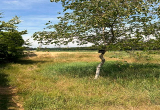 Natuurrijk uitzicht bij Residence De Eese 3 in Nederland, met boom, veld en een heldere zomerlucht.