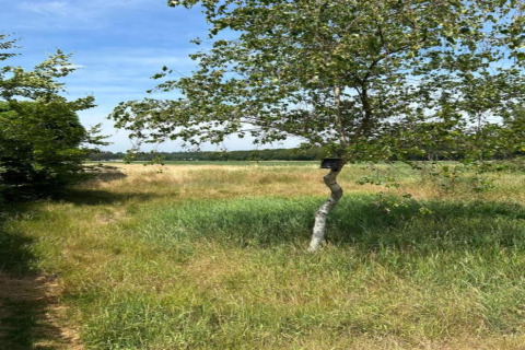 Natuurlijke omgeving bij Residence De Eese 3 in Nederland, met grasveld, boom en een zonnige lucht.
