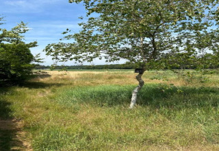 Natuurlijke omgeving bij Residence De Eese 3 in Nederland, met grasveld, boom en een zonnige lucht.