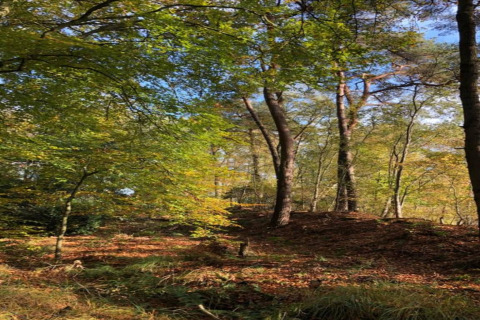 Waldlandschaft mit buntem Herbstlaub und Sonnenlicht im Erholungspark Idskenhuizen 11, Niederlande.