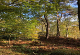 Skovområde med sollys gennem bladene, taget i Recreatiepark Idskenhuizen 11, Holland, efterårsstemning.