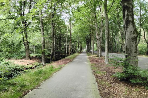Asphaltierter Weg führt durch einen grünen Wald bei Recreation Park Idskenhuizen in den Niederlanden.