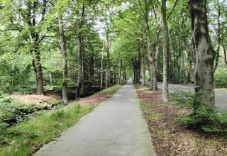 Sentiero asfaltato attraverso il verde bosco vicino al Recreation Park Idskenhuizen nei Paesi Bassi.